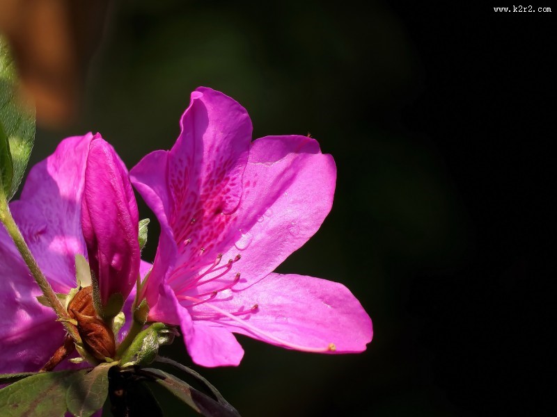 山踯躅  映山红杜鹃花图片