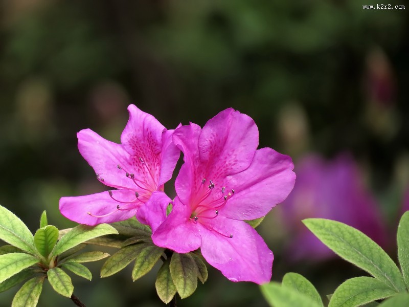 山踯躅  映山红杜鹃花图片