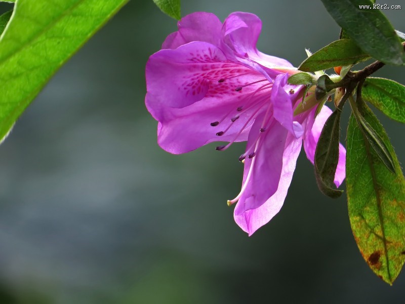 山踯躅  映山红杜鹃花图片