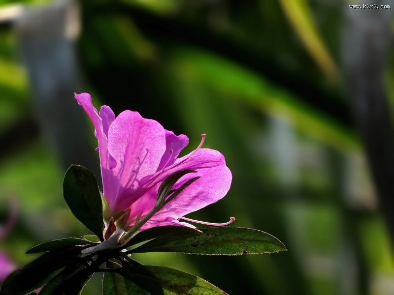 山踯躅  映山红杜鹃花图片