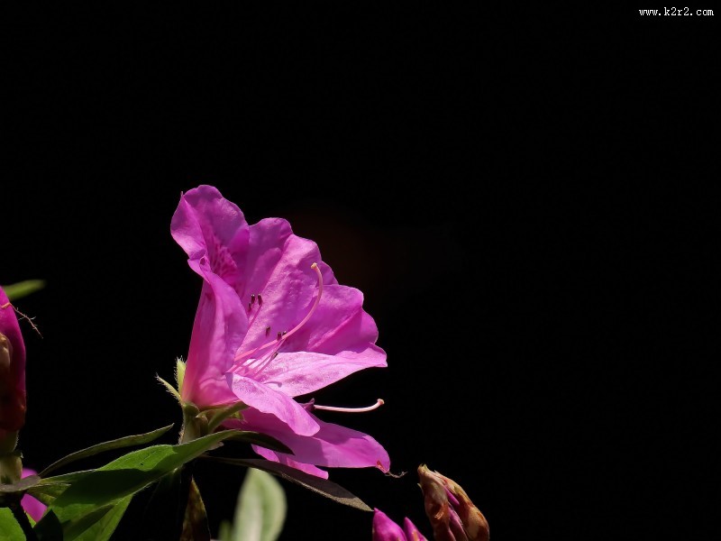 山踯躅  映山红杜鹃花图片