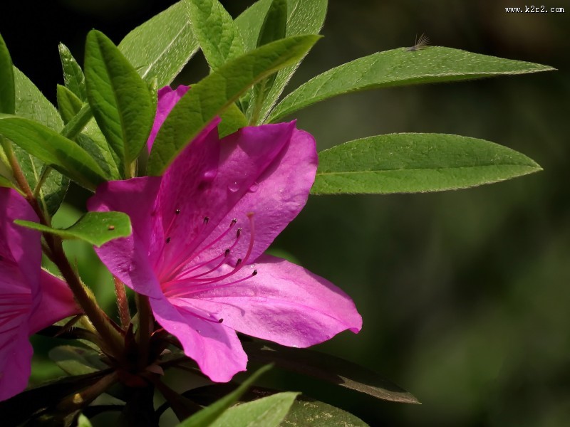 山踯躅  映山红杜鹃花图片
