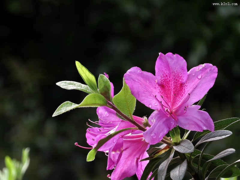 山踯躅  映山红杜鹃花图片