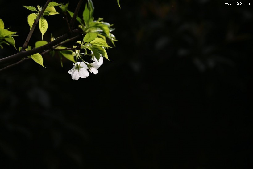 白色的樱花图片