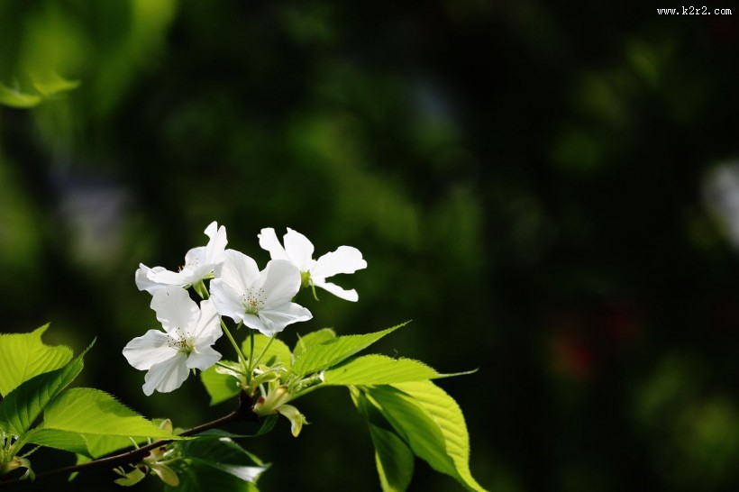 白色的樱花图片