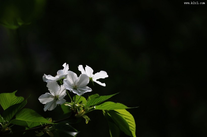 白色的樱花图片