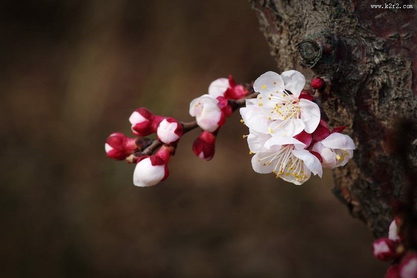 纯洁的杏花图片大全