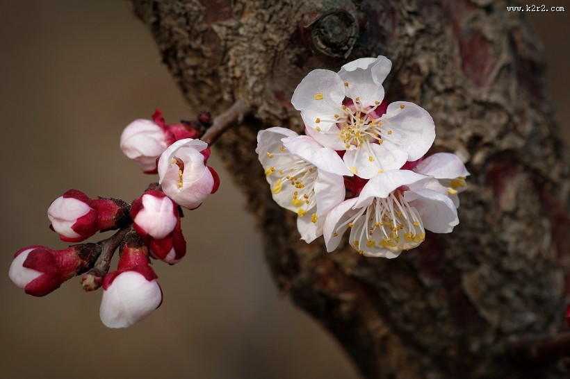 纯洁的杏花图片大全