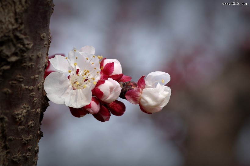 纯洁的杏花图片大全