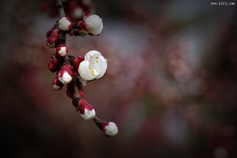 纯洁的杏花图片大全