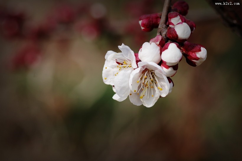 纯洁的杏花图片大全