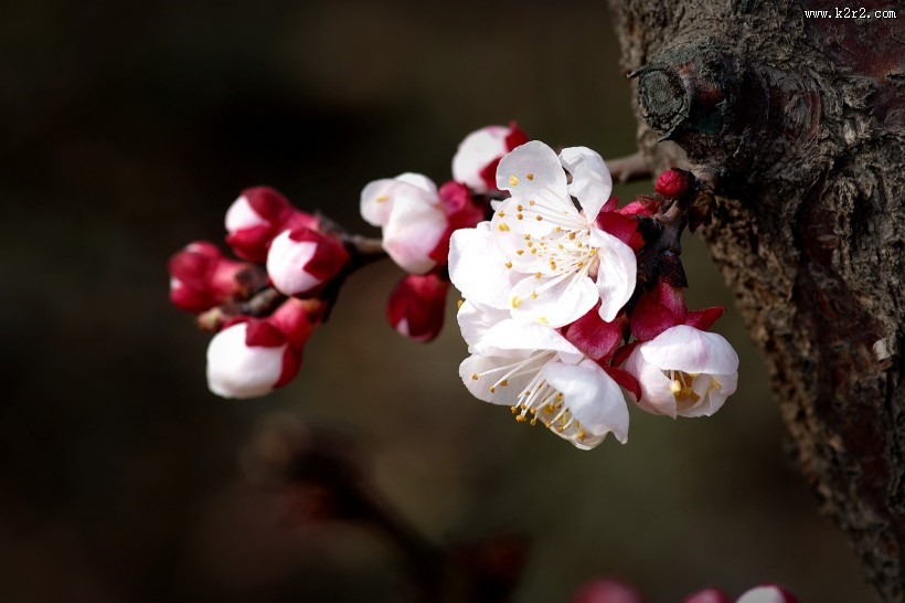 纯洁的杏花图片大全