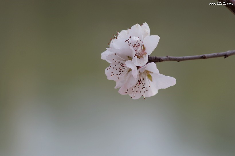 桃花图片大全-花卉图片