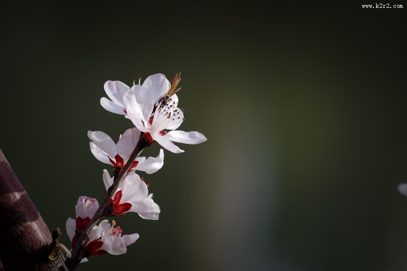 桃花图片大全-花卉图片