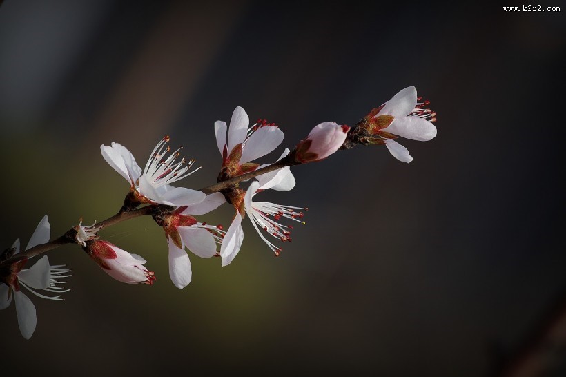 桃花图片大全-花卉图片