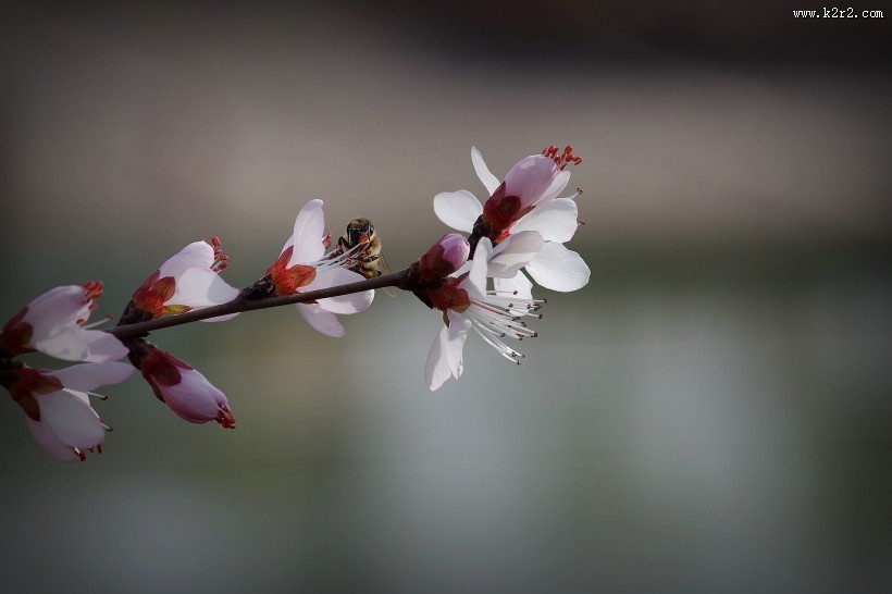 桃花图片大全-花卉图片