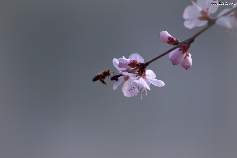 粉色山桃花图片
