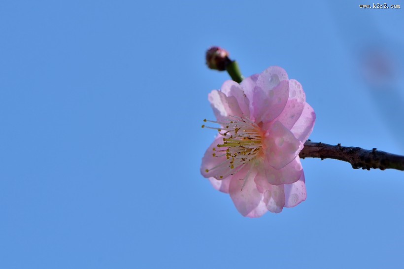 红梅花图片大全