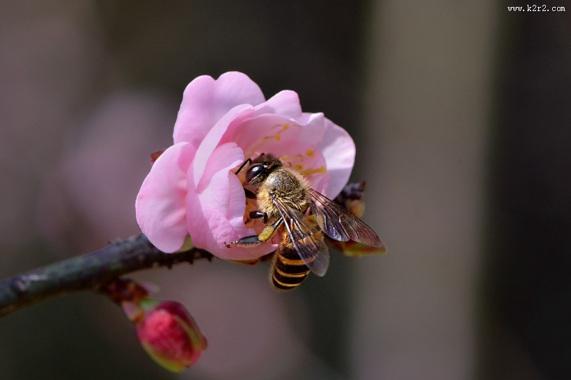 红梅花图片大全