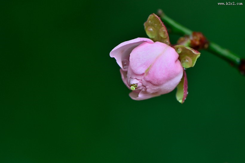 红梅花图片大全