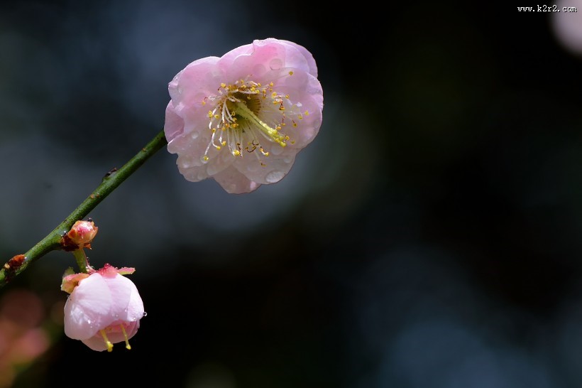 红梅花图片大全