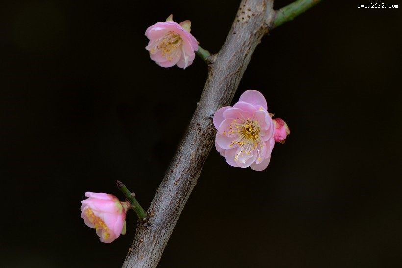 红梅花图片大全