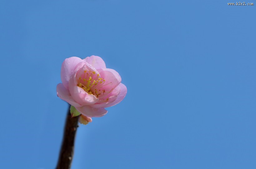 红梅花图片大全