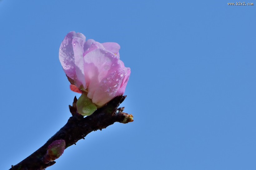 红梅花图片大全