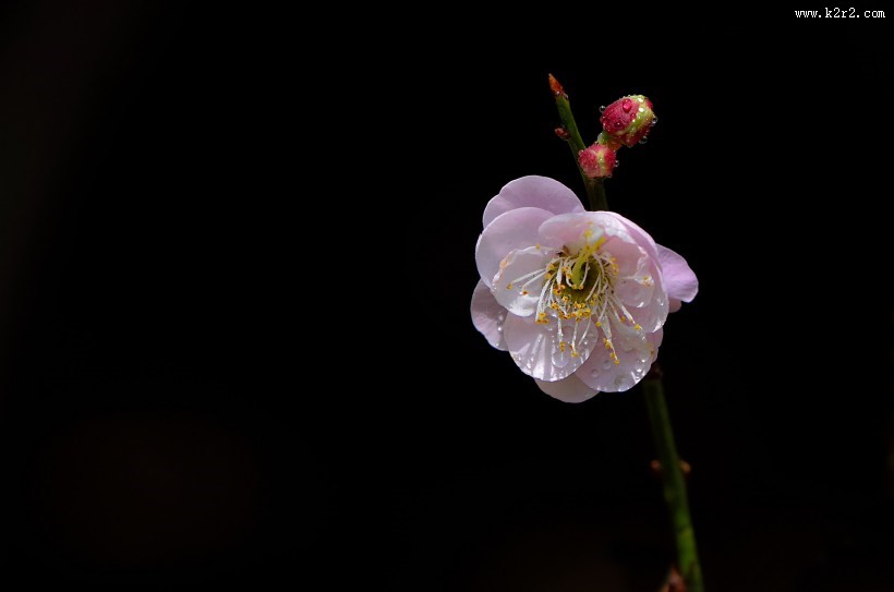 红梅花图片大全