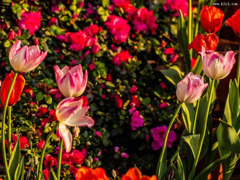 唯美的郁金香图片