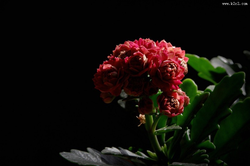 逆光下黑色背景长寿花图片