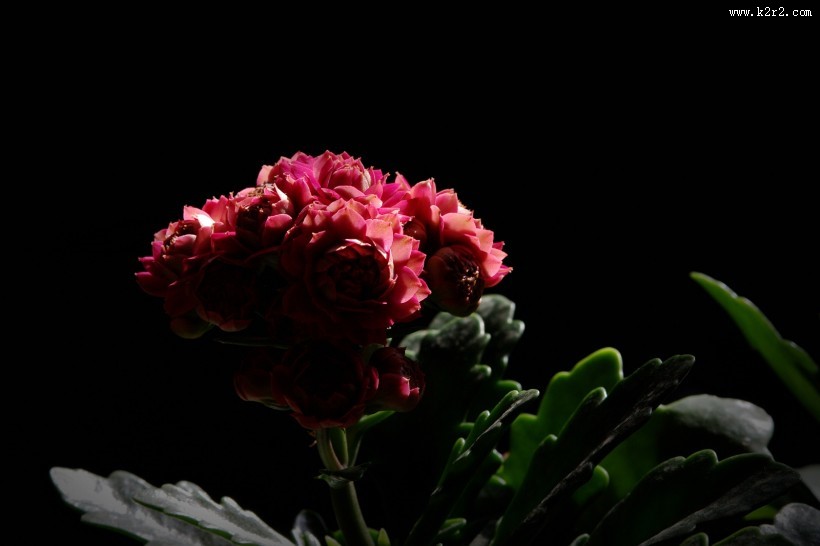 逆光下黑色背景长寿花图片