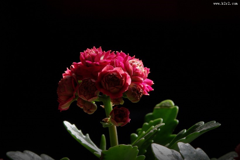 逆光下黑色背景长寿花图片