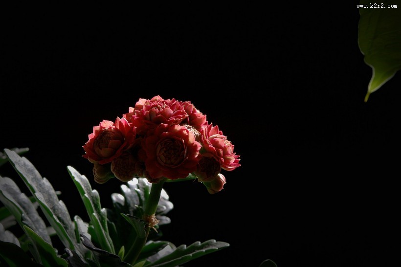 逆光下黑色背景长寿花图片