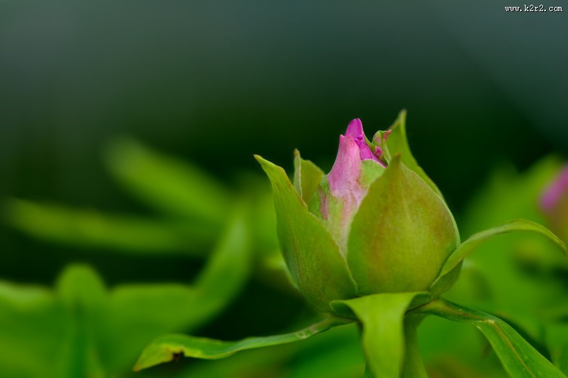 牡丹花图片大全