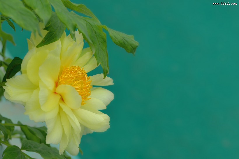 牡丹花图片大全