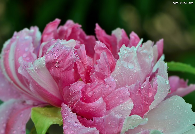 牡丹花图片大全