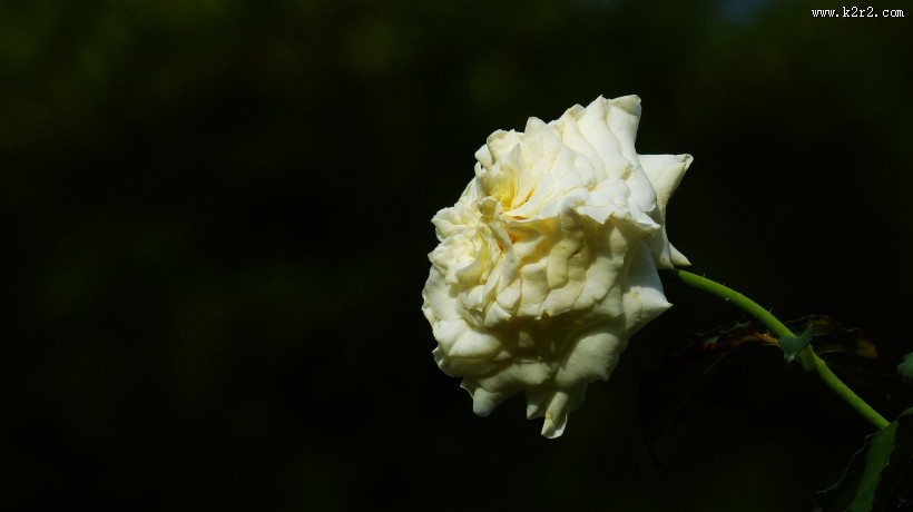 娇艳的玫瑰图片大全