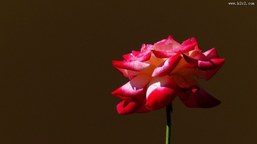 娇艳的玫瑰图片大全