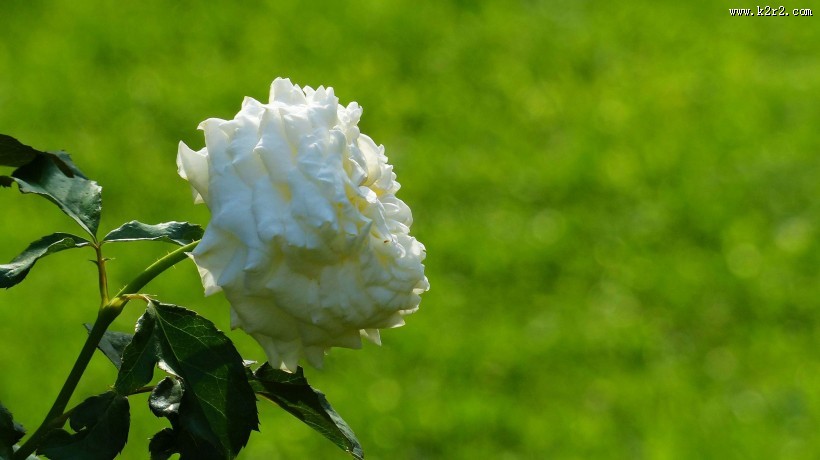 娇艳的玫瑰图片大全