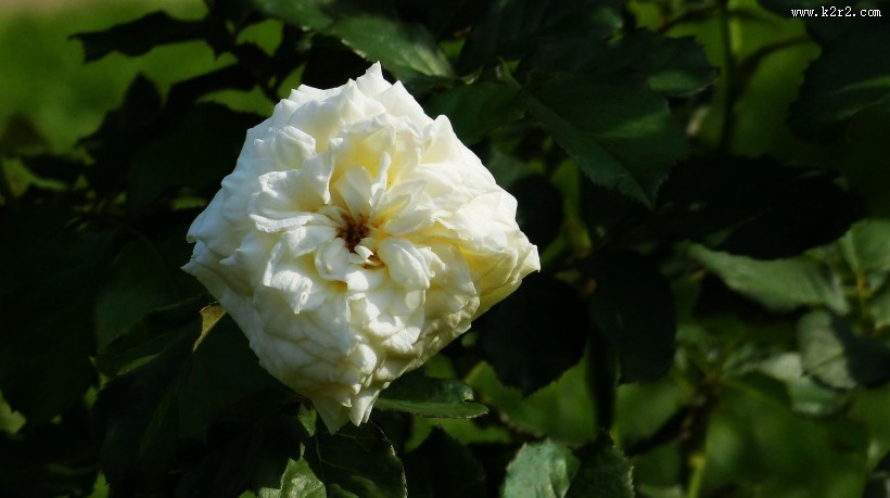 娇艳的玫瑰图片大全