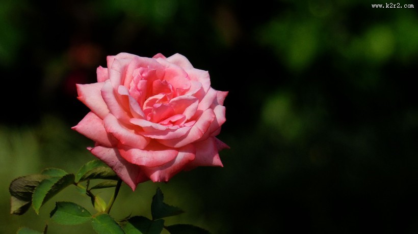 娇艳的玫瑰图片大全