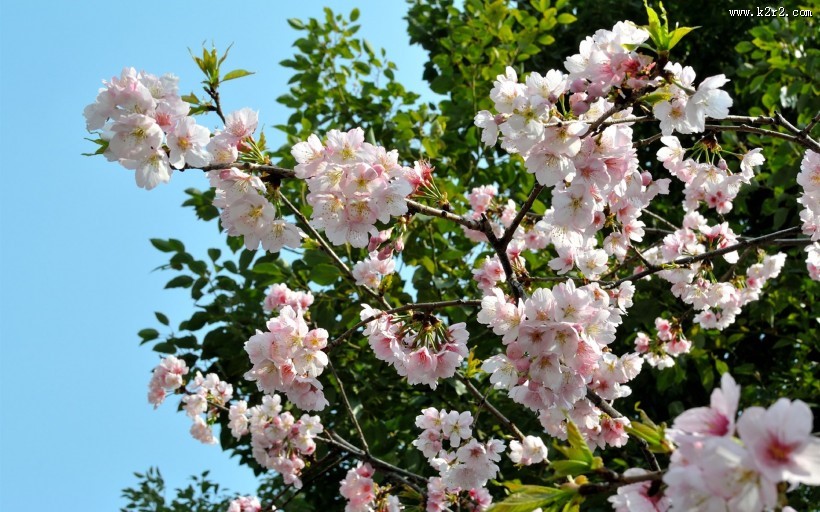 粉色樱花图片大全