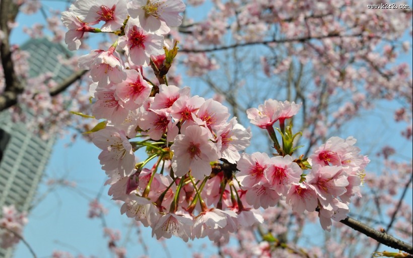 粉色樱花图片大全