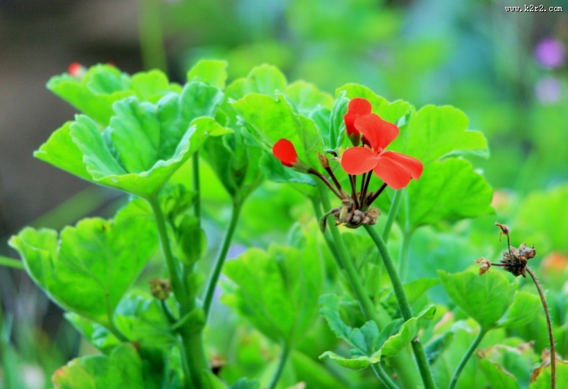 天竺葵图片大全
