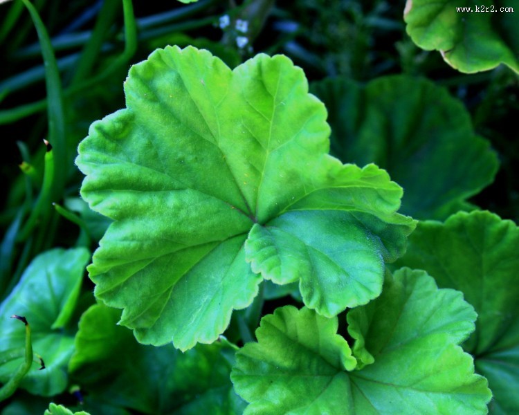 天竺葵图片大全