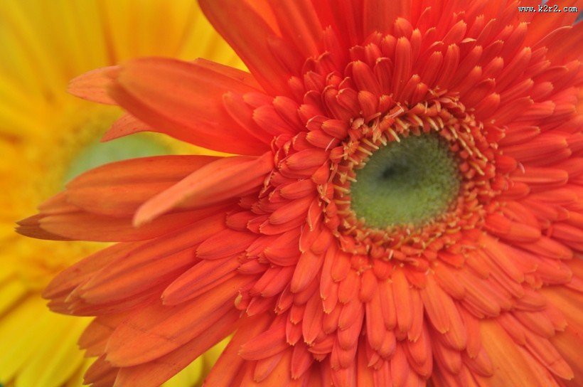 非洲菊图片大全