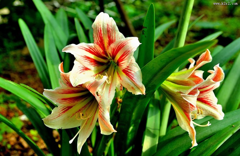 朱顶红图片大全