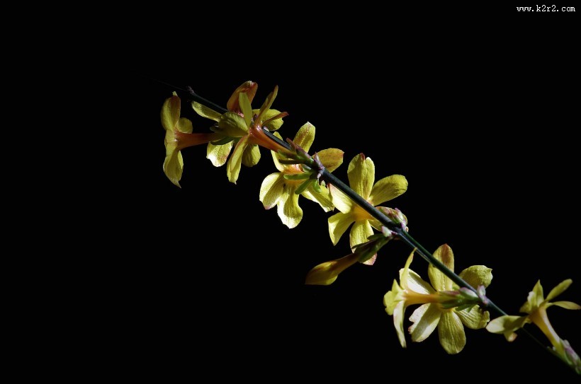 黄色迎春花图片