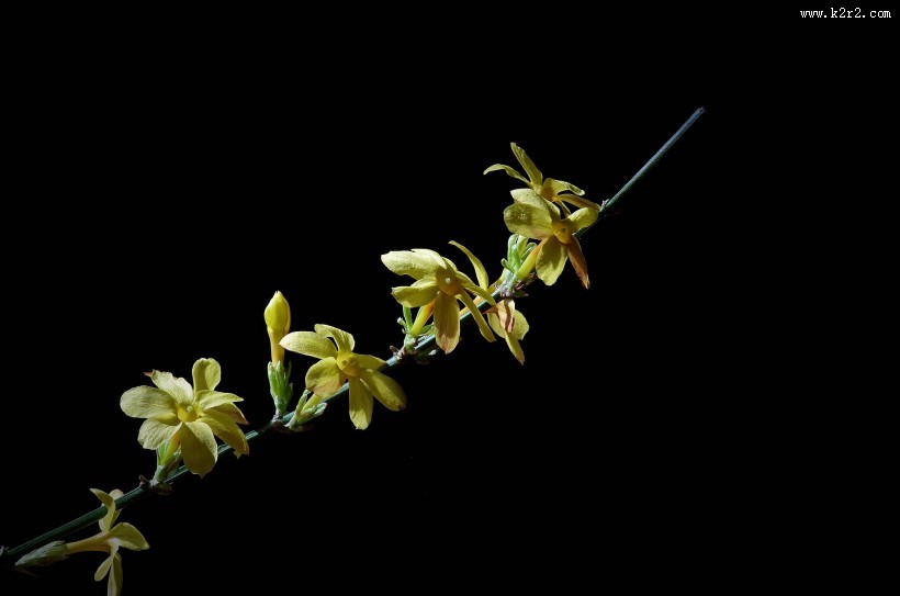 黄色迎春花图片